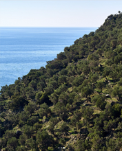 Load image into Gallery viewer, Olive Oil from the Sea 250ml